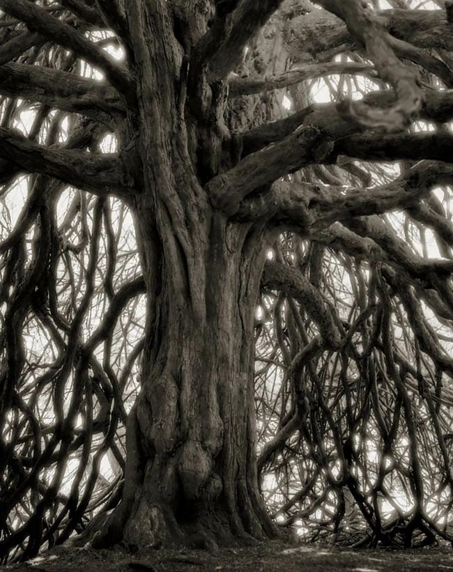 árvores-antigas-18