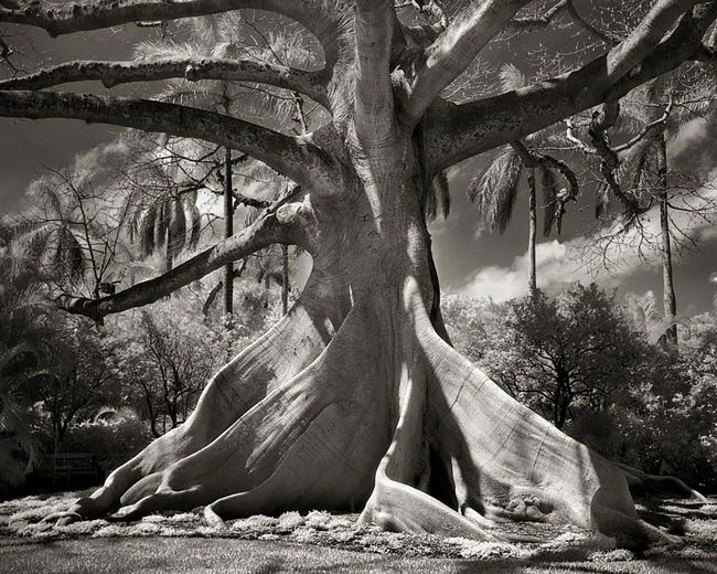 árvores-antigas-3