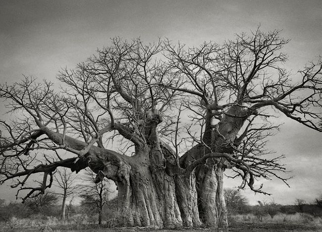 árvores-antigas-6