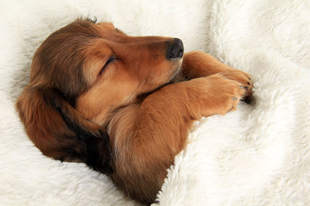 cachorros-dormindo-em-camas-de-humanos-1