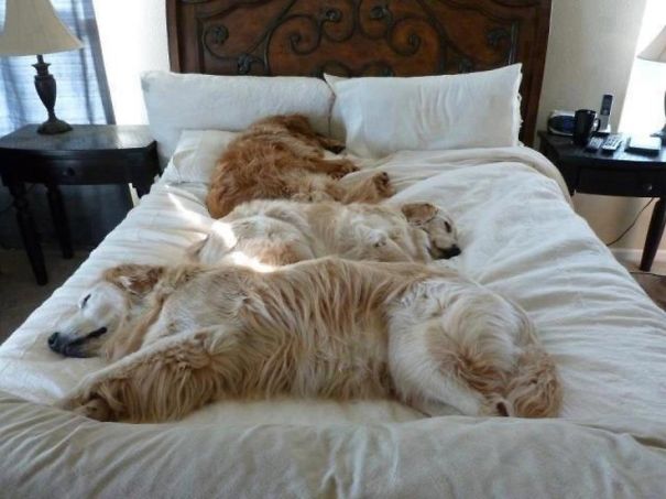 cachorros-dormindo-em-camas-de-humanos-12