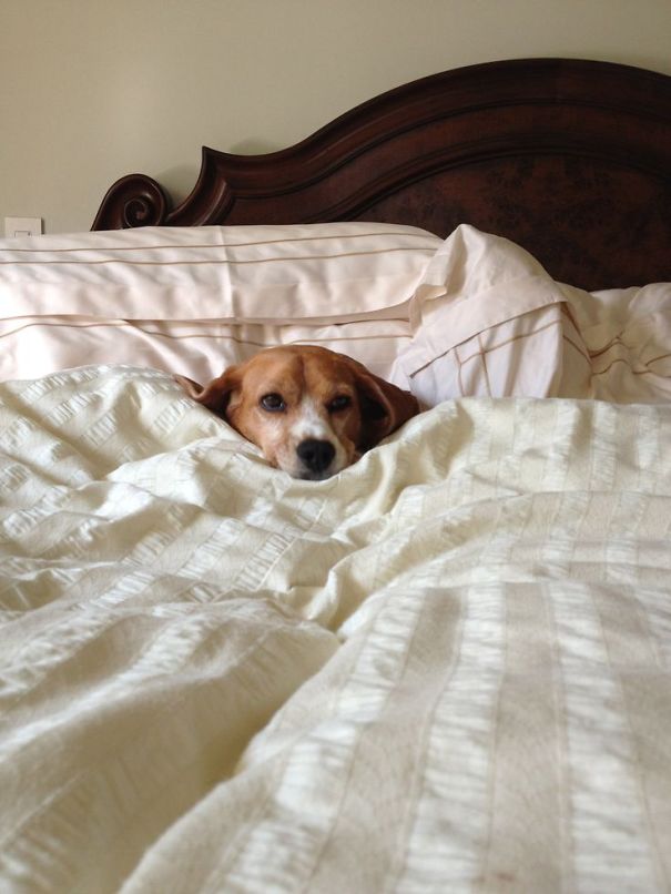 cachorros-dormindo-em-camas-de-humanos-15