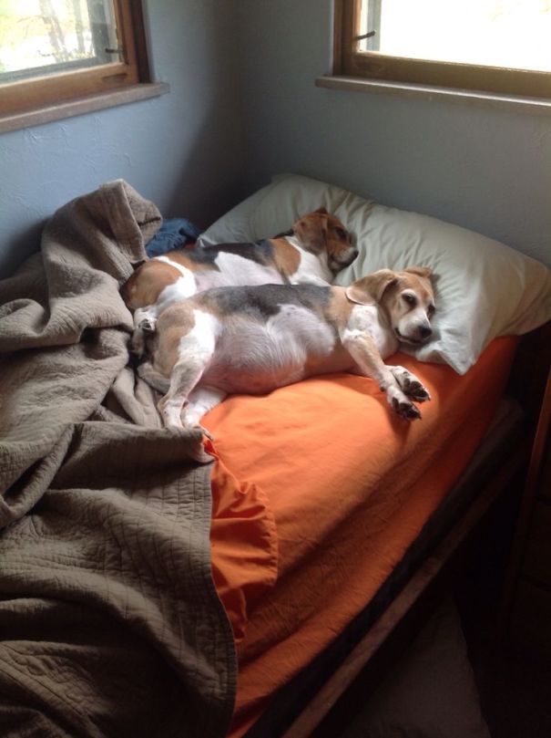 cachorros-dormindo-em-camas-de-humanos-20