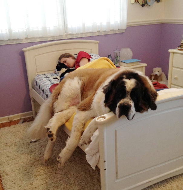 cachorros-dormindo-em-camas-de-humanos-8