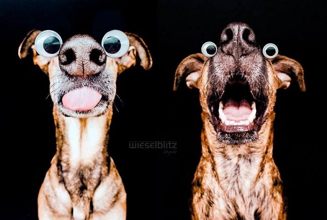 retratos-expressivos-de-cães-12