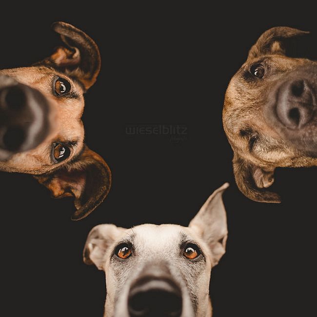 retratos-expressivos-de-cães-6