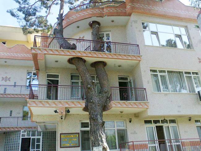 construções-que-os-arquitetos-não-arrancaram-as-árvores-2