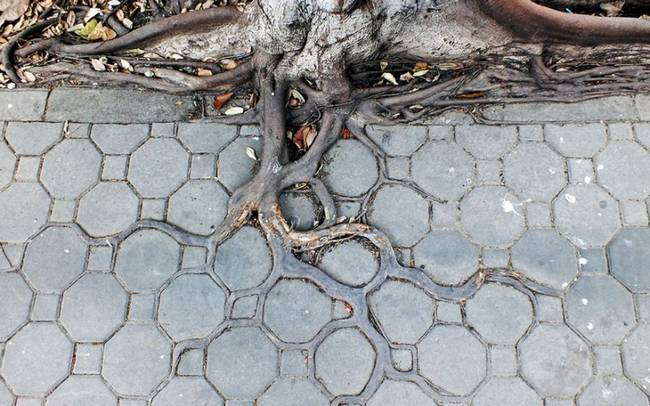 raízes-de-árvores-que-exibem-a-magia-da-natureza-2