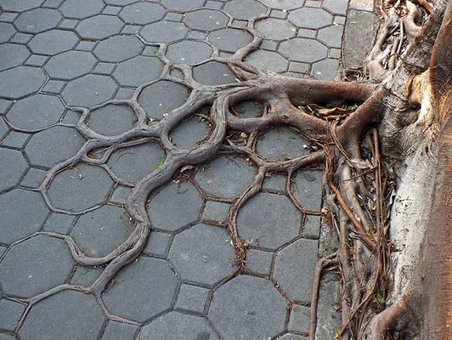 raízes-de-árvores-que-exibem-a-magia-da-natureza-3