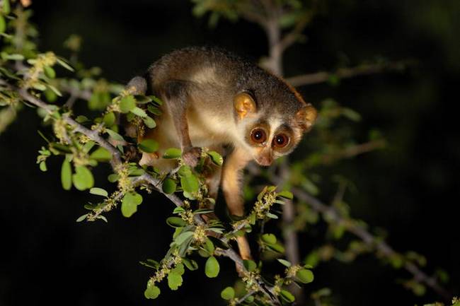 The only nocturnal primate in south India. In Karnataka, they are known as "kaadupaapa" meaning "forest baby". These primates roll themselves up into a ball and sleep in the trees during the day and come out to feed only after dusk. They are primarily insectivorous but also eat bird eggs, reptiles, berries, leaves and flower buds.