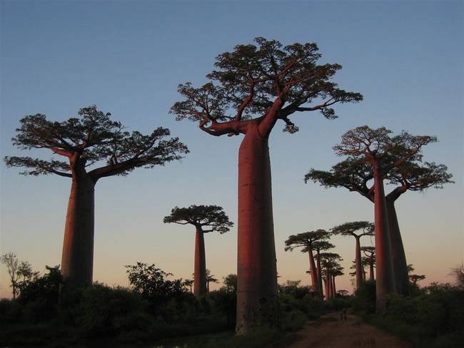 as-mais-belas-árvores-do-mundo-11