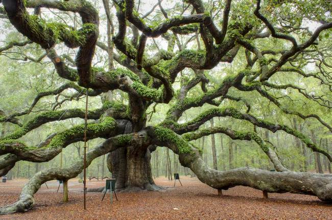 as-mais-belas-árvores-do-mundo-4