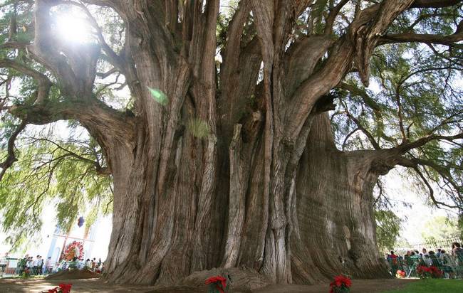 as-mais-belas-árvores-do-mundo-5