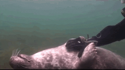 carinho-foca-mergulhador-2