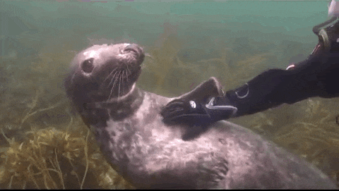 carinho-foca-mergulhador-3