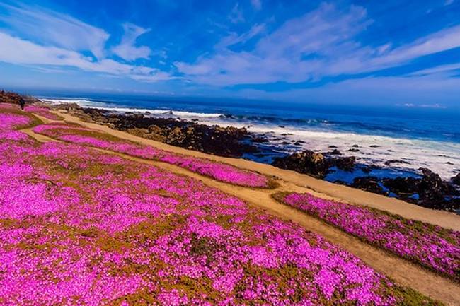 Carpet of mesembryanthemum flowers along the Monterey Bay Coastal Trail in Pacific Grove, Monterey, California, USA