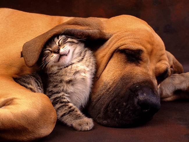 cachorros-e-gatos-podem-ser-amigos-1