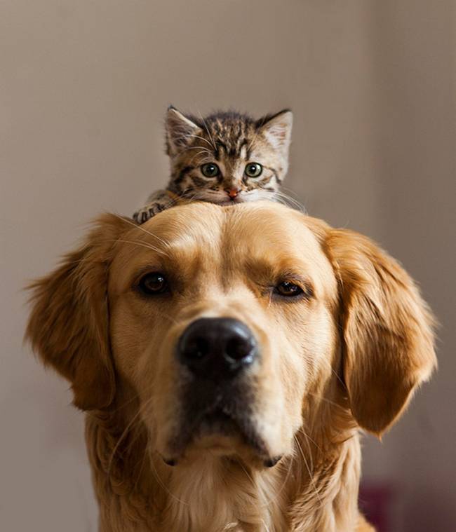 cachorros-e-gatos-podem-ser-amigos-11