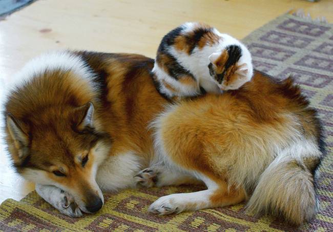 cachorros-e-gatos-podem-ser-amigos-14