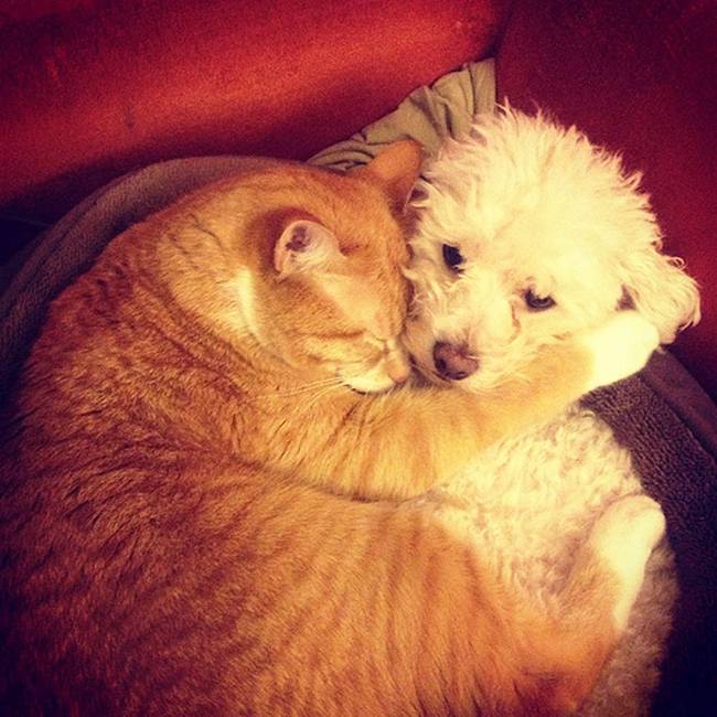cachorros-e-gatos-podem-ser-amigos-16