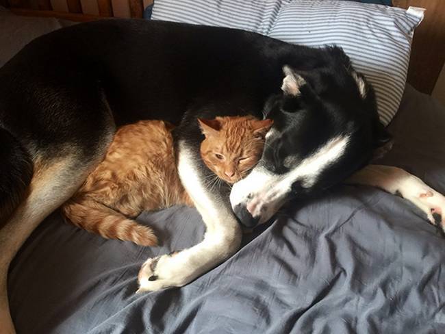 cachorros-e-gatos-podem-ser-amigos-19