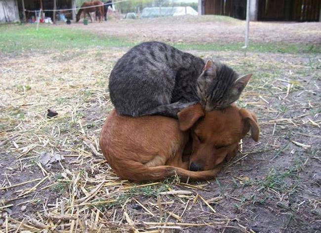 cachorros-e-gatos-podem-ser-amigos-5
