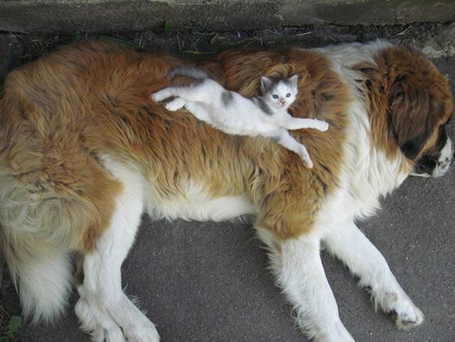 cachorros-e-gatos-podem-ser-amigos-7
