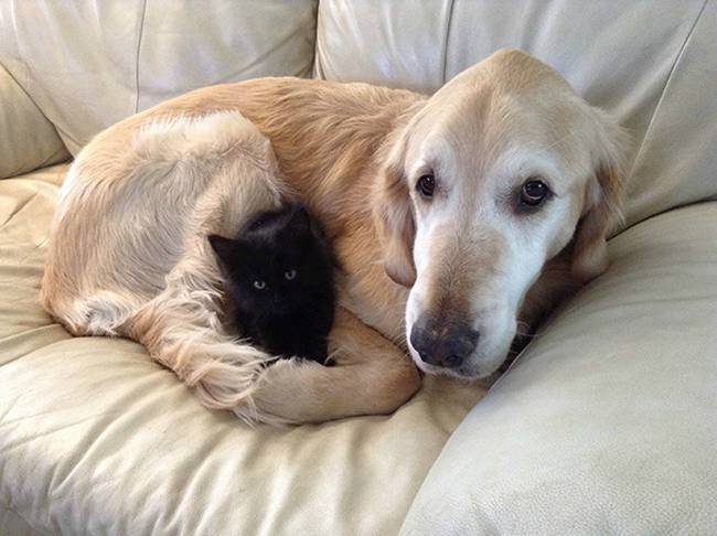 cachorros-e-gatos-podem-ser-amigos-9