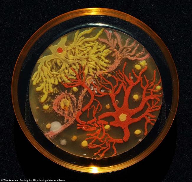 Arte-Bacterias-1