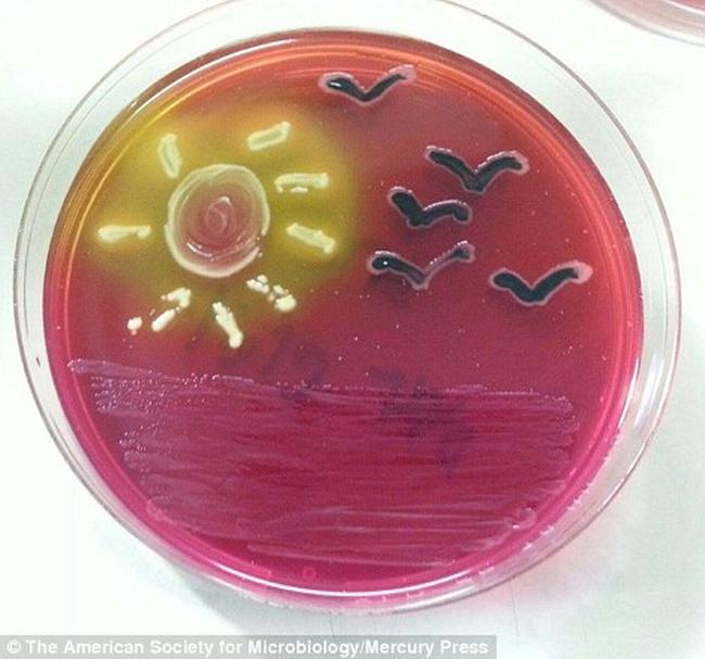Arte-Bacterias-18
