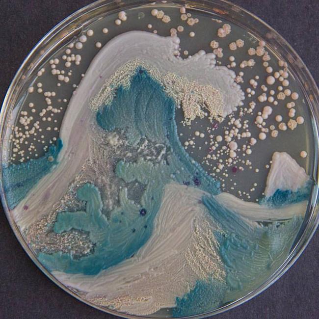 Arte-Bacterias-20