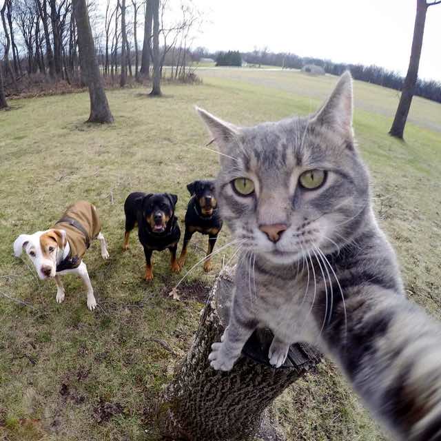 gato-da-selfie-1