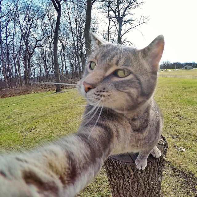 gato-da-selfie-2