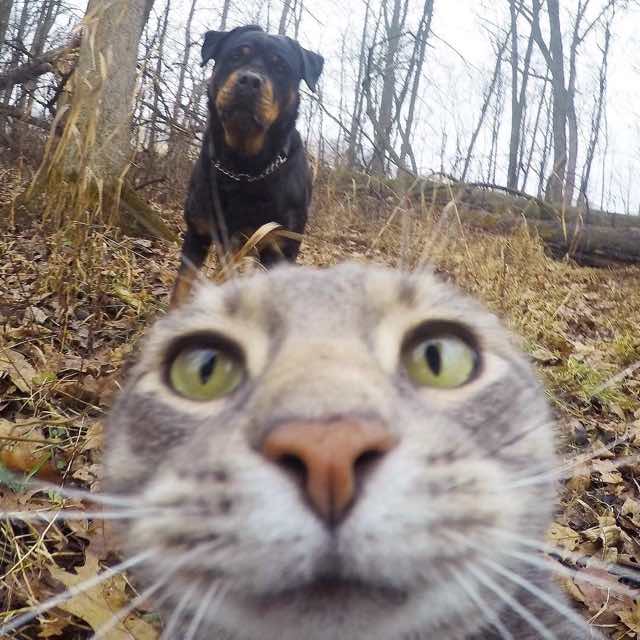 gato-da-selfie-4