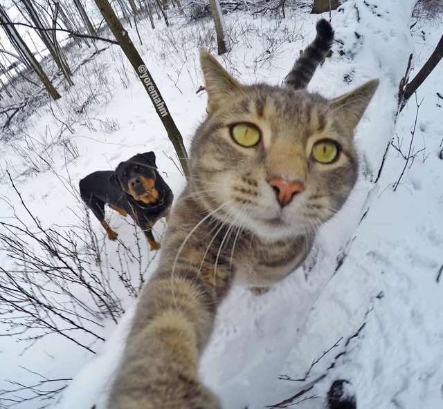 gato-da-selfie-6