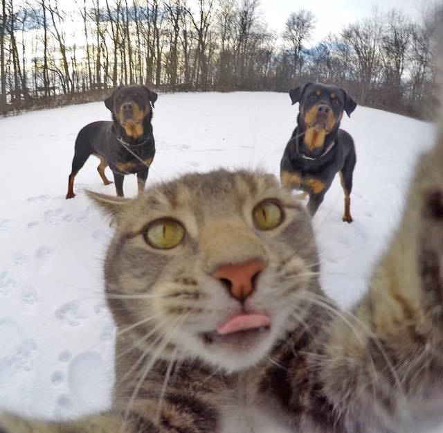 gato-da-selfie-7