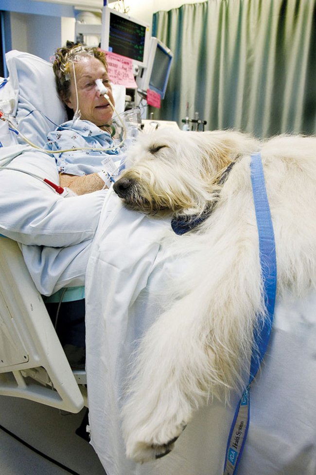 hospital-deixa-animais-visitarem-os-pacientes-9