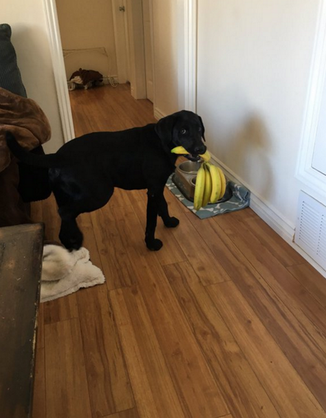 cachorro-que-adora-bananas-1
