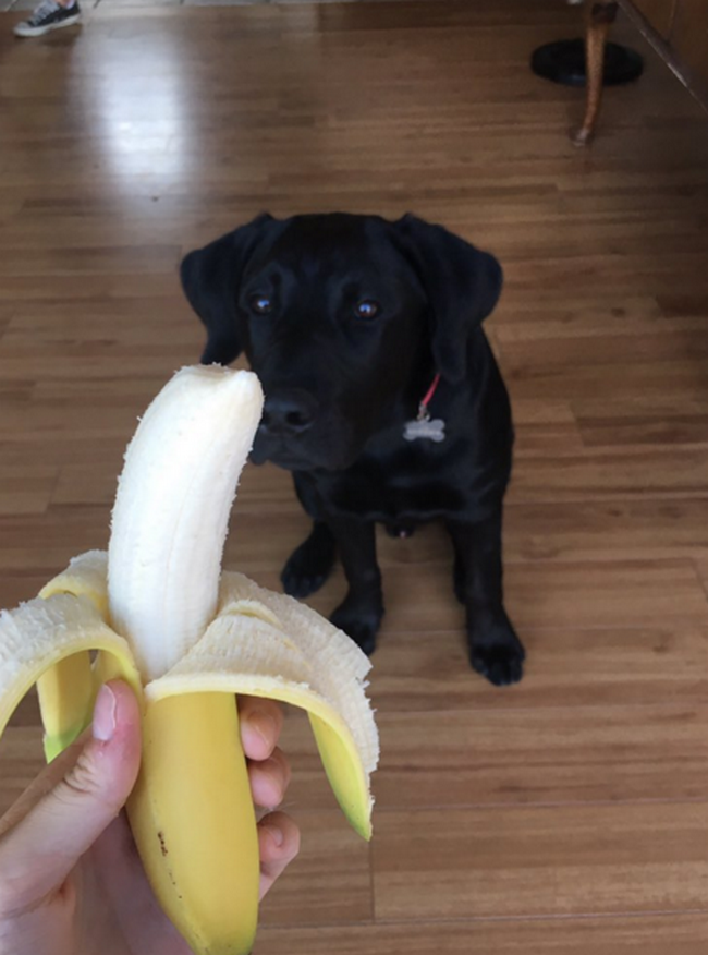cachorro-que-adora-bananas-2