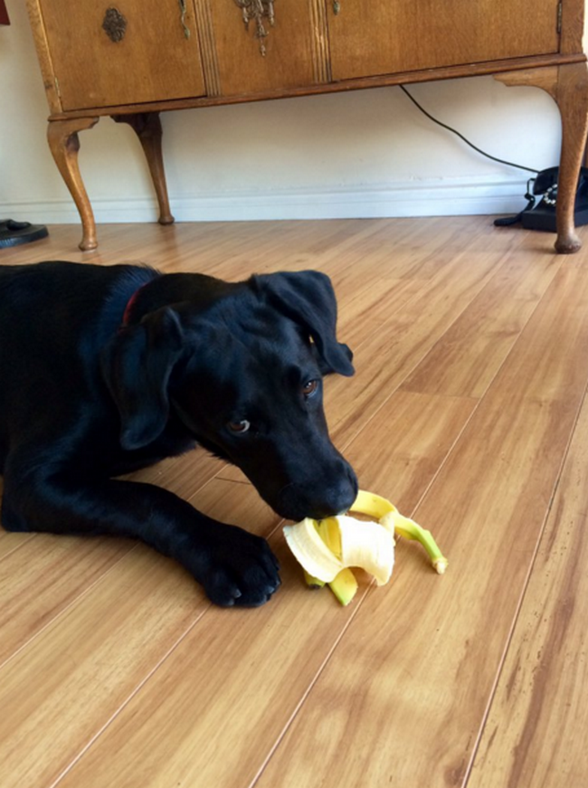 cachorro-que-adora-bananas-6