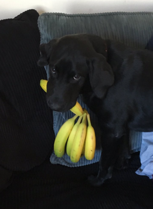 cachorro-que-adora-bananas-9