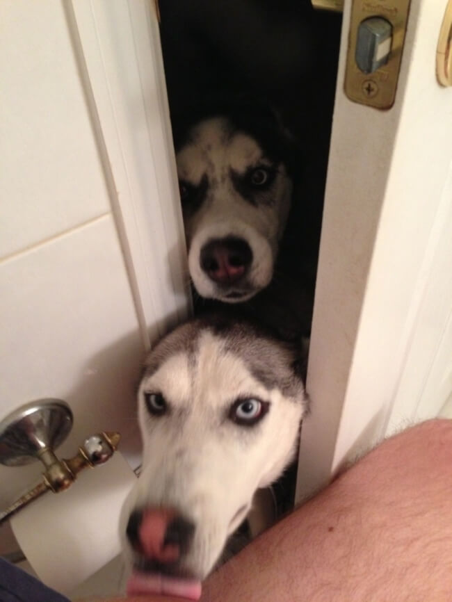 cachorro_banheiro4