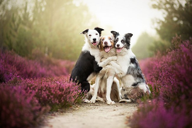 lindas-fotografias-de-cachorros-e-flores-10