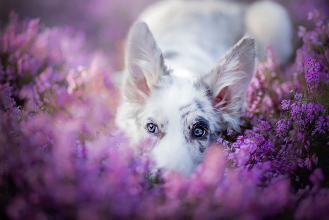 lindas-fotografias-de-cachorros-e-flores-12