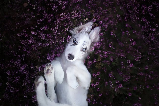 lindas-fotografias-de-cachorros-e-flores-3