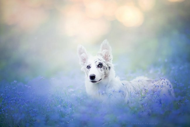 lindas-fotografias-de-cachorros-e-flores-4