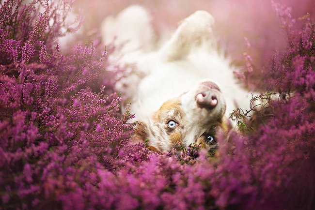 lindas-fotografias-de-cachorros-e-flores-6