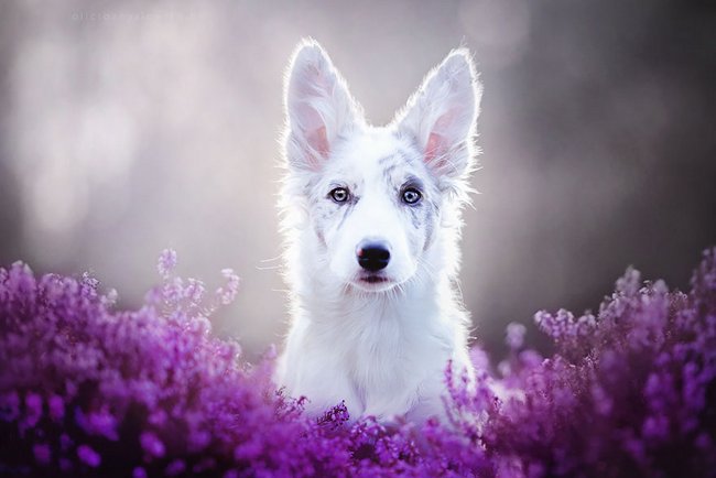 lindas-fotografias-de-cachorros-e-flores-7