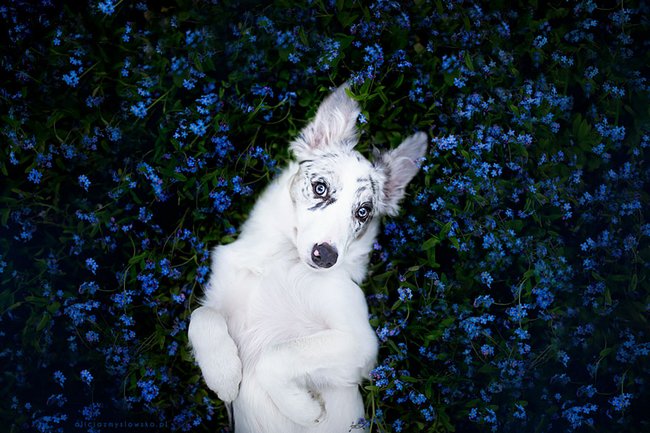 lindas-fotografias-de-cachorros-e-flores-8