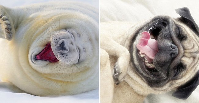 foca-cachorro-8